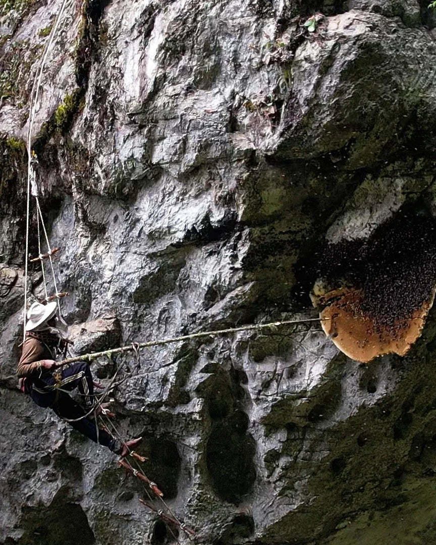 A Nepali honey hunter on a handwoven rope ladder, harvesting a giant wild hive on a Himalayan cliff