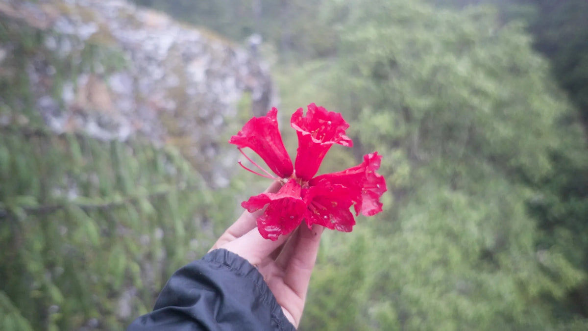 A hand holding freshly picked wild red rhododendron flowers on a misty Himalayan cliffside