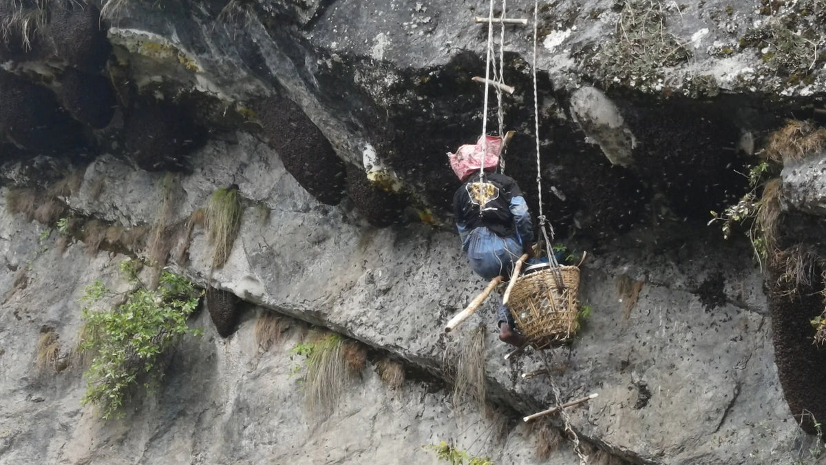 Giant wild honeycomb hives clinging to a Himalayan cliff face, with a honey hunter on a rope ladder