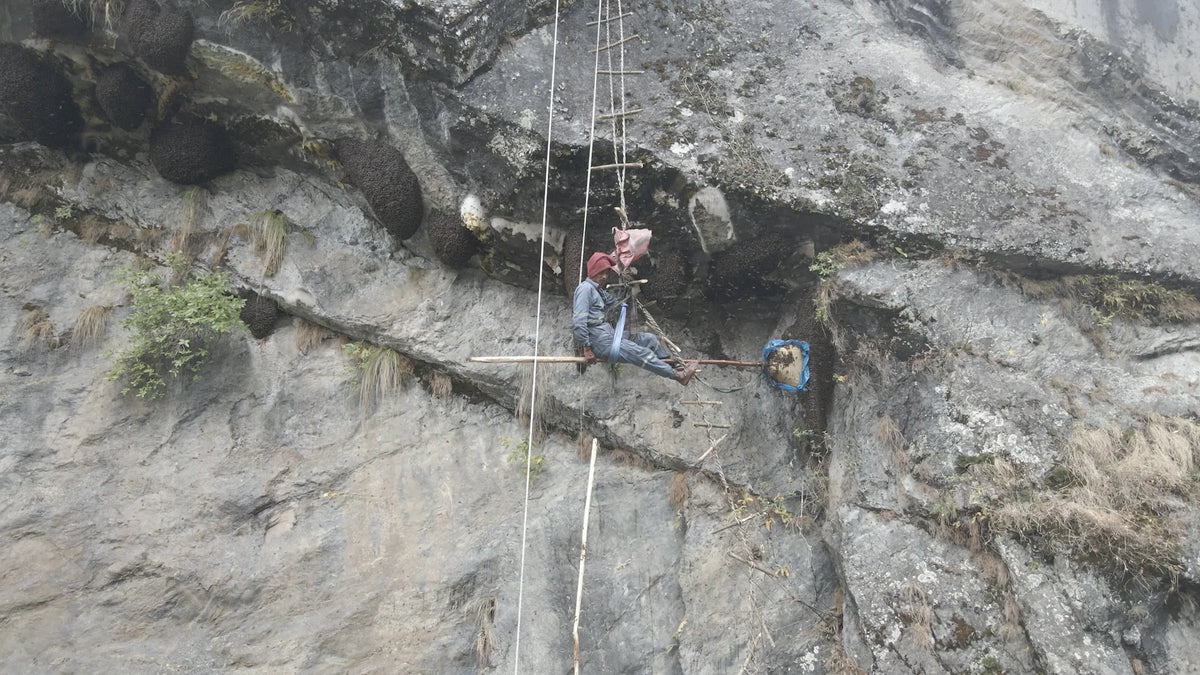 A honey hunter suspended against a sheer grey cliff dotted with giant wild hives