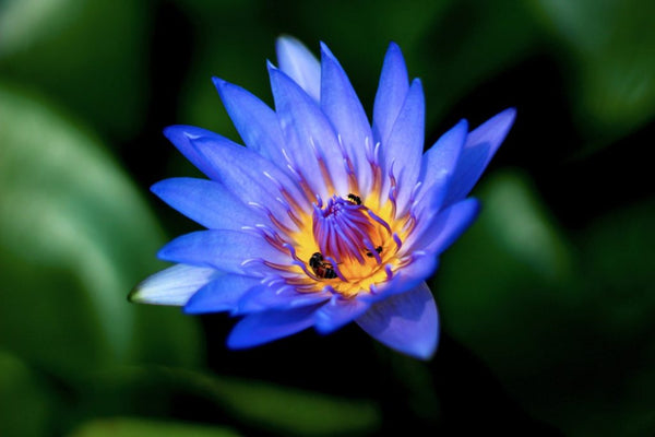 Rare Psychedelic Honey from The Mountains of Nepal
