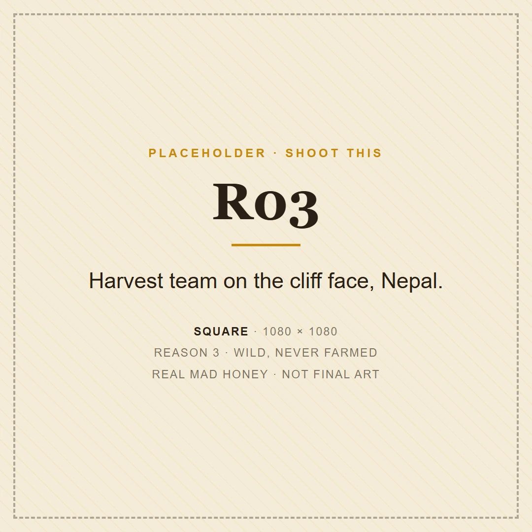 Harvesters on a rope ladder beside a wild colony on a Himalayan cliff